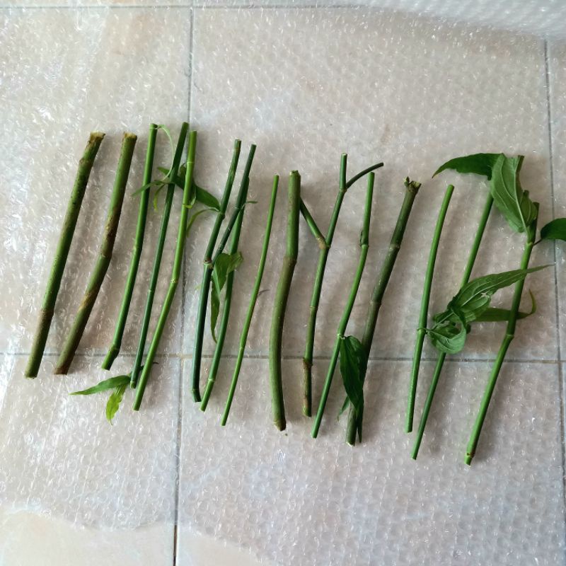 กิ่งพันธุ์แสลดพังพอน ตัวเมีย ,หรือพญายอ จำนวน15กิ่ง/ กิ่งตัดสด สำหรับนำไปปักชำ