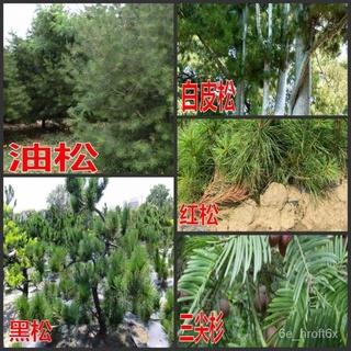 pine seed สนเมล็ด 油松 เปลือกขาว ซีดาร์ 华山松 สนสีดำ Podocarpus 湿地松เมล็ดPine Seeds Chinese Pine White Bark Pine Cedar Huasha