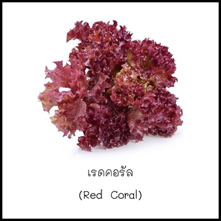 เมล็ดเรดคอรัล (Red Coral) 100 เมล็ด [10 แถม 1 คละได้]