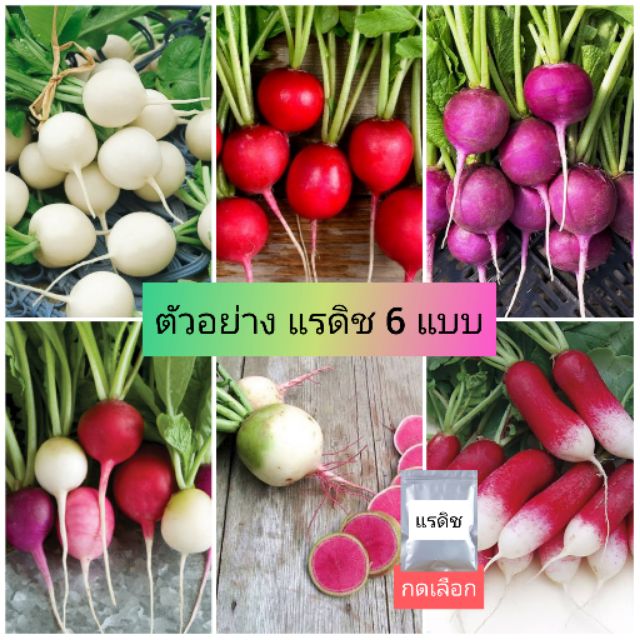 แรดิช 6แบบ ปลูกง่าย50เมล็ด 30เมล็ด