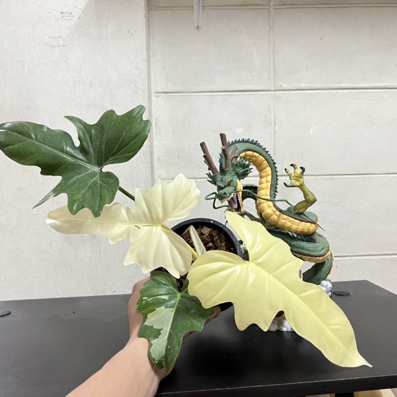 philodendron golden dragon var. มังกรด่าง มีใบใหม่กับ1หลอดใหม่รูปสุดท้าย