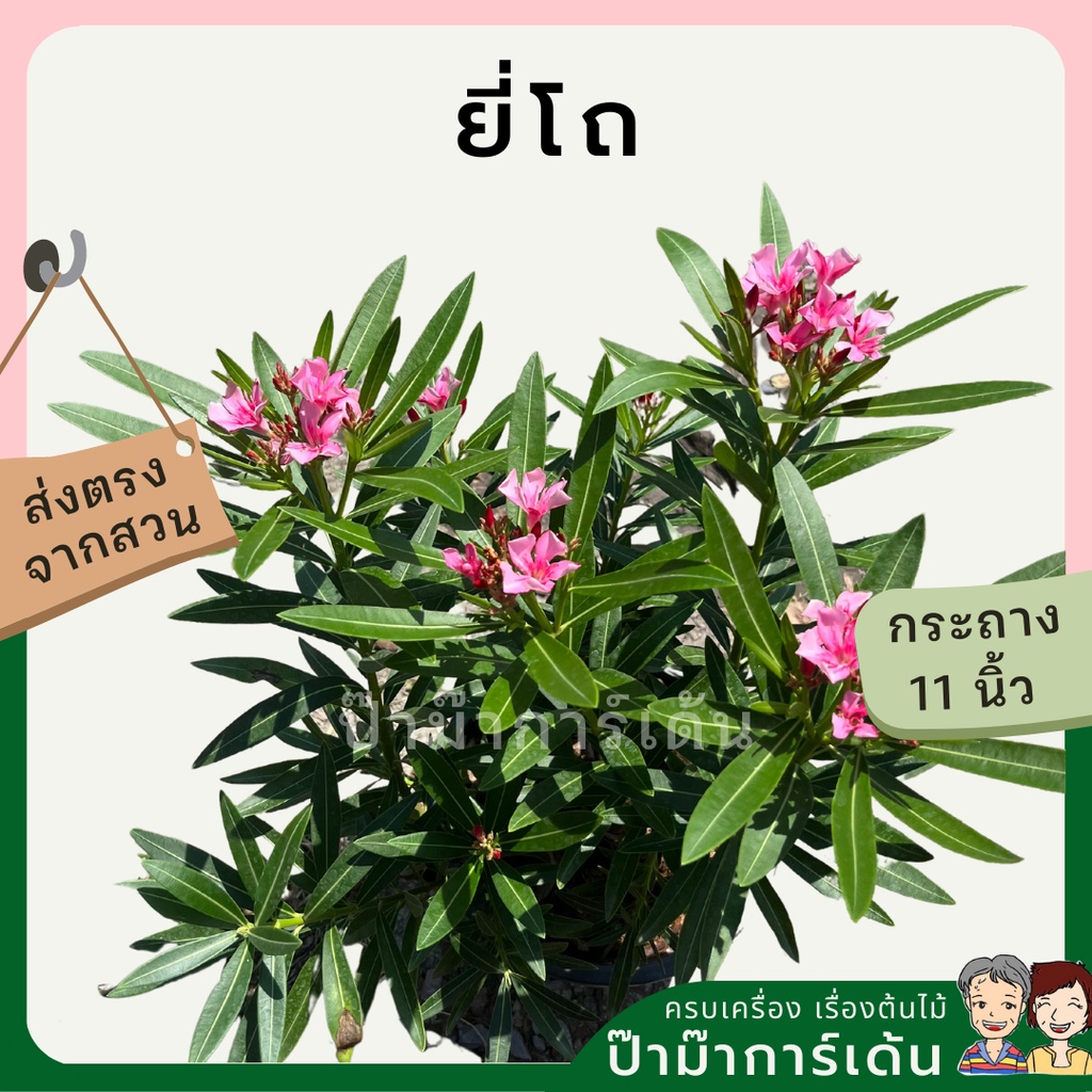 มุมมอง 2