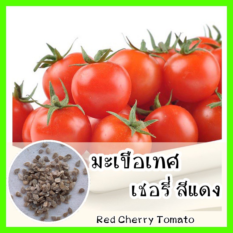 พร้อมส่ง รหัส 062 เมล็ดพันธุ์แท้ OP แท้ 100 % มะเขือเทศเชอรี่สีแดง - Red Cherry Tomato ลูกเล็กพอดีคำ