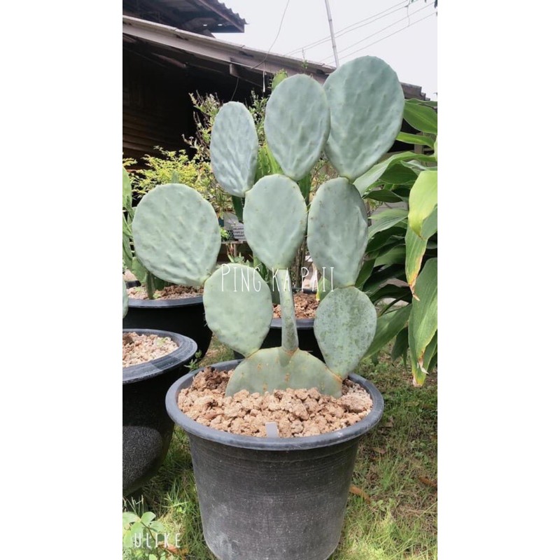 โอพันเทีย ไจแอนท์  opuntia  robusta  giant ขนาด 13 Cm 🌵
