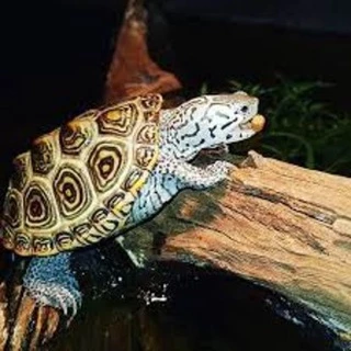 (พร้อมส่ง)Mazuri 5M87 มาซูริ อาหารเต่าน้ำ เต่าญี่ปุ่น ตะพาบ เต่าหมูบิน