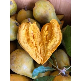 [🔥พร้อมส่ง🔥] Canistel fruits เซียนท้อ ม่อนไข่ พันธุ์พื้นเมือง เจ้าของสวนขายเอง มีหลายขนาด