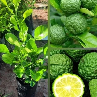 มะกรูดตัดใบ เมล็ดพันธุ์มะกรูดหอม ลูกดก โตไว ใบหอม [ซื้อ 10 แถม 1 คละได้]