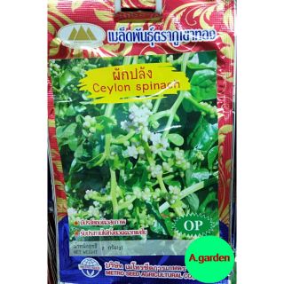 เมล็ดพันธุ์ผักปลัง Ceylon spinach