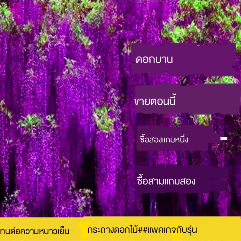 My Image 11