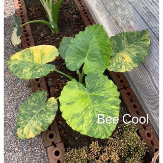 บอนหูช้างด่างเหลือง Alocasia gageana Aura Variegated ไม้ฟอกอากาศ ไม้ประดับเสริมบารมี