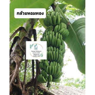 🍌หน่อกล้วยหอมทอง🍌พันธุ์ใต้