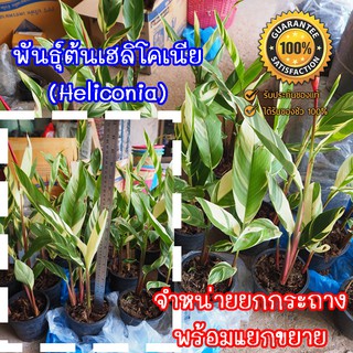 ต้นพันธุ์เฮลิโคเนีย (Heliconia)  จำหน่ายยกกระถางพร้อมขยายหน่อ  มีประกันระหว่างขนส่ง พร้อมจัดส่ง(จำกัด1กล่อง/1กระถาง)