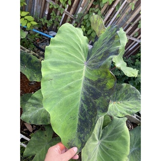 Colocasia black marble บอนลาย ดำเขียว ไม้สะสม ไม้แรไอเท่ม