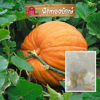 เมล็ดพันธุ์ ฟักทองยักษ์ เมล็ดฟักทองยักษ์ เมล็ดพันธุ์ฟักทองยักษ์ 5 เมล็ด Giant pumpkin