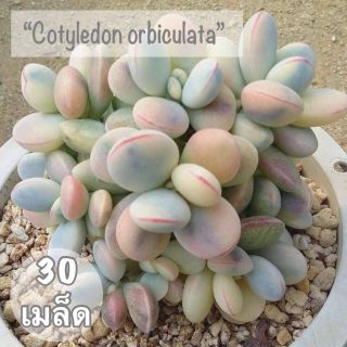 เมล็ดพันธุ์ ไม้อวบน้ำ "Cotyledon orbiculata" 30 เมล็ด