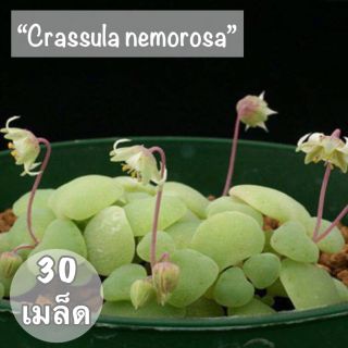 เมล็ดพันธุ์ ไม้อวบน้ำ"Crassula nemorosa"💕30 เมล็ด