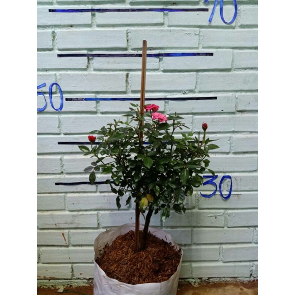 My Image 2