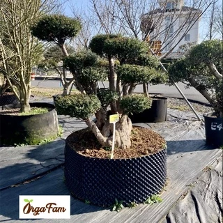 Airpot Grow Bag กระถางปลูกต้นไม้ กระถางต้นไม้ กระถางเพิ่มราก โตไว รากแข็งแรง เคล็ดลับนักปลูก (1 ชิ้น)