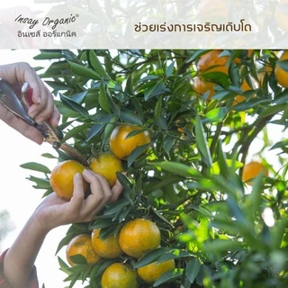 น้ำหมักปลาทะเล INSAY กระตุ้นดอก ช่วยการเจริญเติบโต ใช้บำรุงพืชผักทุกชนิด 250 มล.