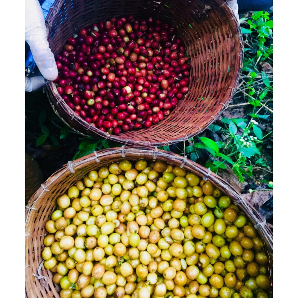 กาแฟดอยช้างคั่ว ( ชนิดเม็ดคั่วเข้ม ) 500 g. ส่งตรงจากเจ้าของสวน Dark Roast 500 g.Arabica100%premium - ขนาด 250 g. 2 ถุง