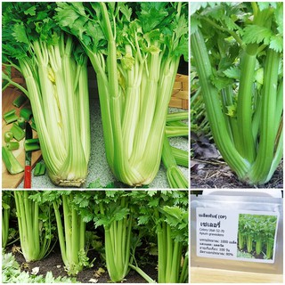 เมล็ดพันธุ์ เซเลอรี่ คื่นฉ่ายยักษ์ คื่นฉ่ายฝรั่ง (Celery Utah 52-70 Seed) บรรจุ 1000 เมล็ด