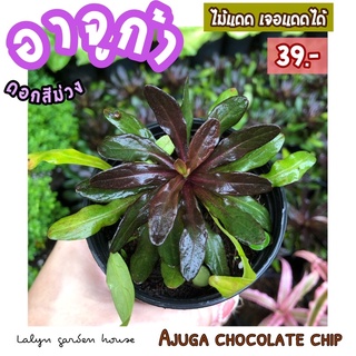 🍃🍂อาจูก้า ชอคโกแลตชิพ (ajuga chocolate chip) 🍫🍃ไม้ทนแดด แตกกอเอง มีทั้งใบสีน้ำตาลชอคโกแลตและเขียว