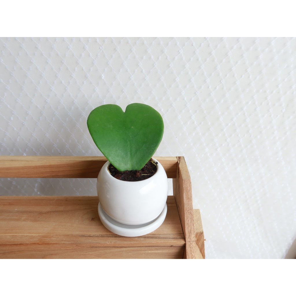 มุมมอง 5