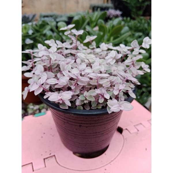 ริบบิ้นชาลีด่างชมพู # Callisia Repens "PINK LADY"กระถาง 5นิ้ว