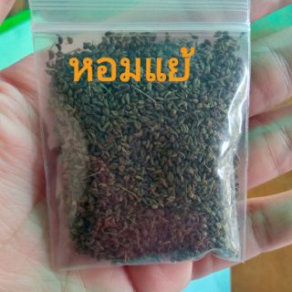 เมล็ดพันธุ์ผักชีไร่ หอมแย้ ผักสะแงะ พื้นเมืองแท้100%