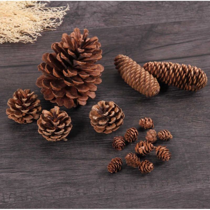 1 เมล็ด PINE DECORATION PROPERTY PRODUCT PHOTO / RUSTIC PINE SEEDS / ผลไม้ PINE