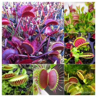 ถูก ใหม่ สายพันธุ์เมล็ดพันธุ์ กาบหอยแครงปากแดง ต้นไม้กินแมลง Venus Flytrap Flower Seeds บรรจุ 50 เมล็ด (กาบหอยแครงปาก FF