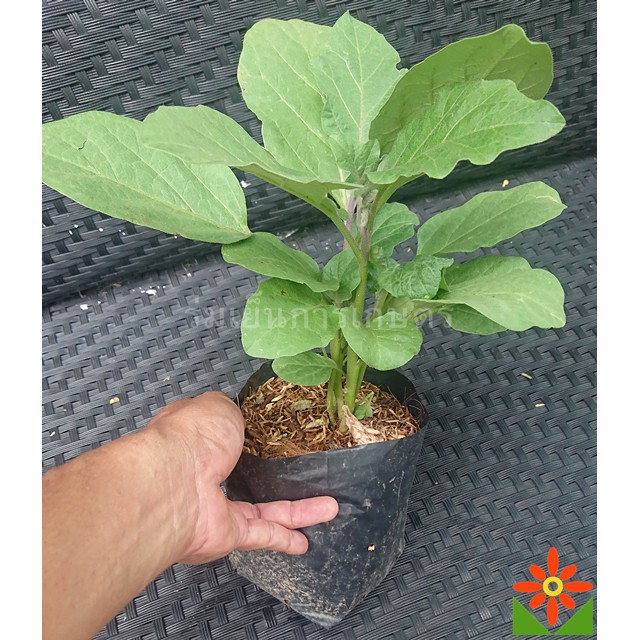 ต้นมะเขือยาว สีม่วง สีเขียว ในถุงเพาะ 5.5 นิ้ว มะเขือยาวม่วง มะเขือยาวเขียว ต้นมะเขือ