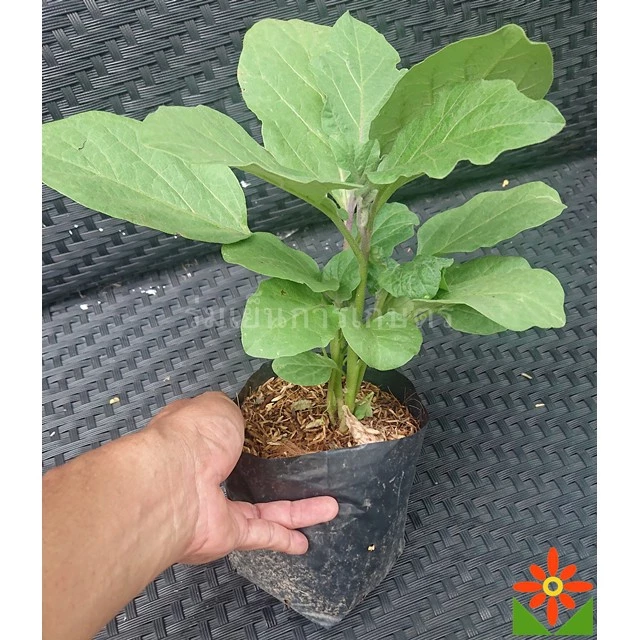 ต้นมะเขือยาว สีม่วง สีเขียว ในถุงเพาะ 5.5 นิ้ว มะเขือยาวม่วง มะเขือยาวเขียว ต้นมะเขือ