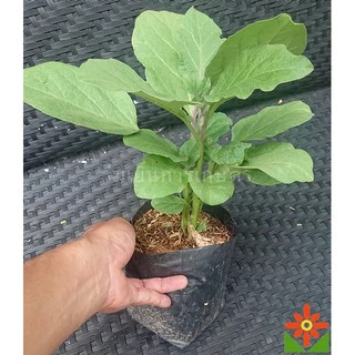 ต้นมะเขือยาว สีม่วง สีเขียว ในถุงเพาะ 5.5 นิ้ว มะเขือยาวม่วง มะเขือยาวเขียว ต้นมะเขือ
