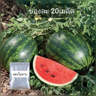 เมล็ดแตงโมลาย เมล็ดพันธุ์ หวานแดง ซองละ20เมล็ด งอกดี พร้อ​มส่ง​