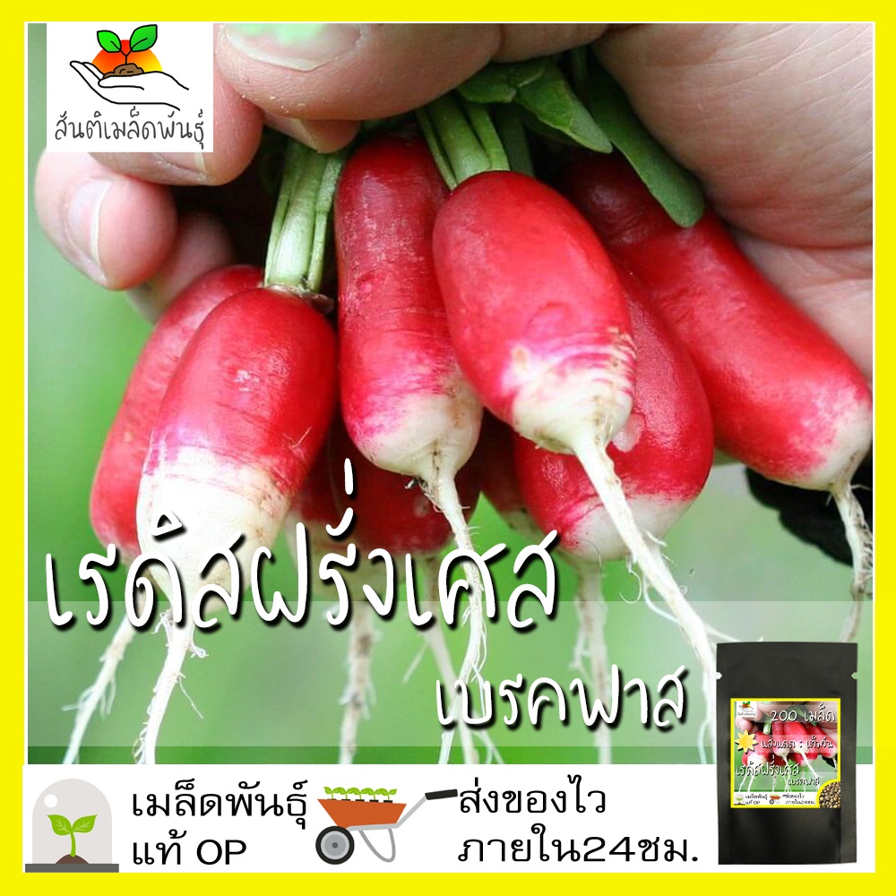 เมล็ดพันธุ์ เรดิสฝรั่งเศส เบรคฟาส 200เมล็ด French Breakfast Radish เมล็ดพันธุ์แท้100%นำเข้าจากต่างประเทศ ปลูกผัก สวนครัว