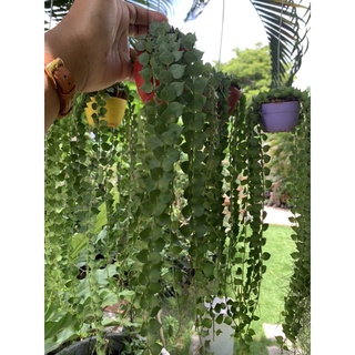 ต้นหัวใจล้านดวง Dischidia Million Hearts Variegated