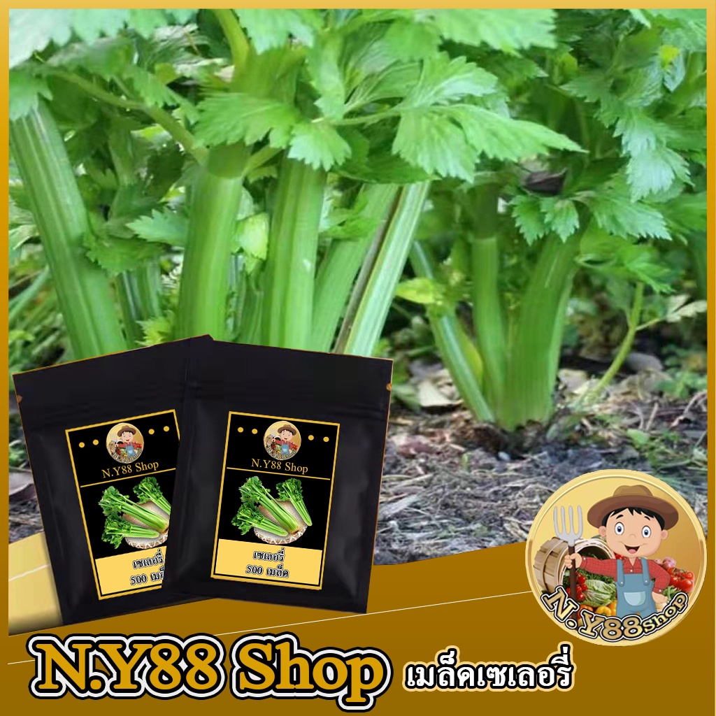 5แถม1เมล็ดคื่นฉ่ายฝรั่ง 500 เมล็ด เมล็ดเซเลอรี่ เมล็ดพันธุ์แท้ สามารถทำพันธุ์ต่อได้ ปลูกง่าย ปลูกได้ทุกภาคของประเทศไทย