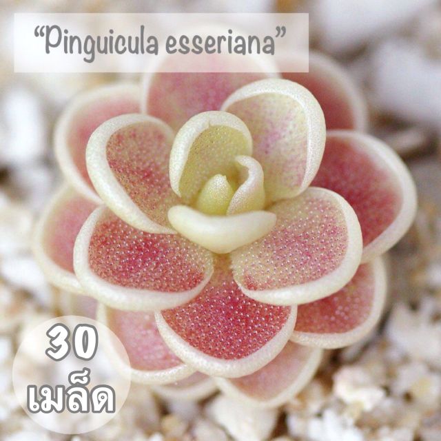 เมล็ดพันธุ์ ไม้อวบน้ำ "Pinguicula esseriana" 30เมล็ด