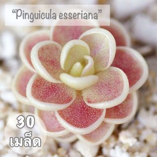 เมล็ดพันธุ์ ไม้อวบน้ำ "Pinguicula esseriana" 30เมล็ด