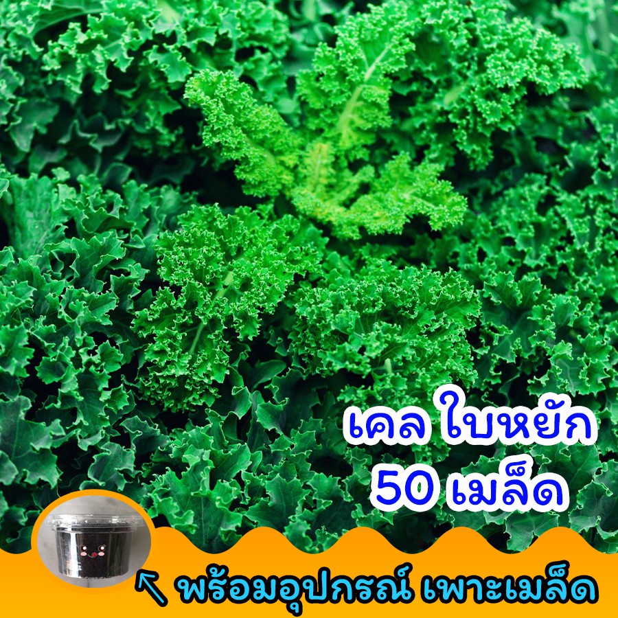 Local ฟาร์มสุข☘ เคลใบหยิก 50 เมล็ด 🌺พร้อมอุปกรณ์เพาะเมล็ด คะน้าเคลใบหยิก เคลใบหงิก Kale แคลอรี่ต่ำ ไ