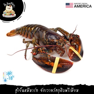 600-650G/PC กุ้งล็อบสเตอร์ทั้งตัวดิบแช่แข็ง MAINE LOBSTER (WHOLE BODY)