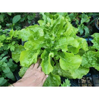 มูลไส้เดือน (ขี้ไส้เดือน) ปุ๋ยอินทรีย์ ขนาด 1kg | NT FARM