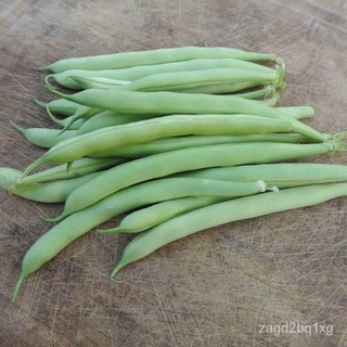 BAGUIO BEANS (18เมล็ด)-Snap Beans / Green Beansแม่และเด็ก/กระโปรง/สร้อยข้อมือ/กางเกง/สวน/ผักชี/บ้านสวน/หมวก/เด็ก/คื่นฉ่า