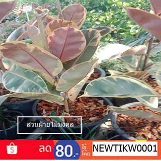 ต้นยางอินเดียใบด่าง ฟอกอากาศ