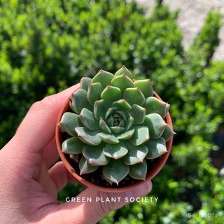 GPS Green Plant Society Live Succulent Echeveria Olivia โอลิเวีย帽子/头饰/内裤/上衣/鲜花/苹果/园艺/种子/向日葵/文胸/ TDYO