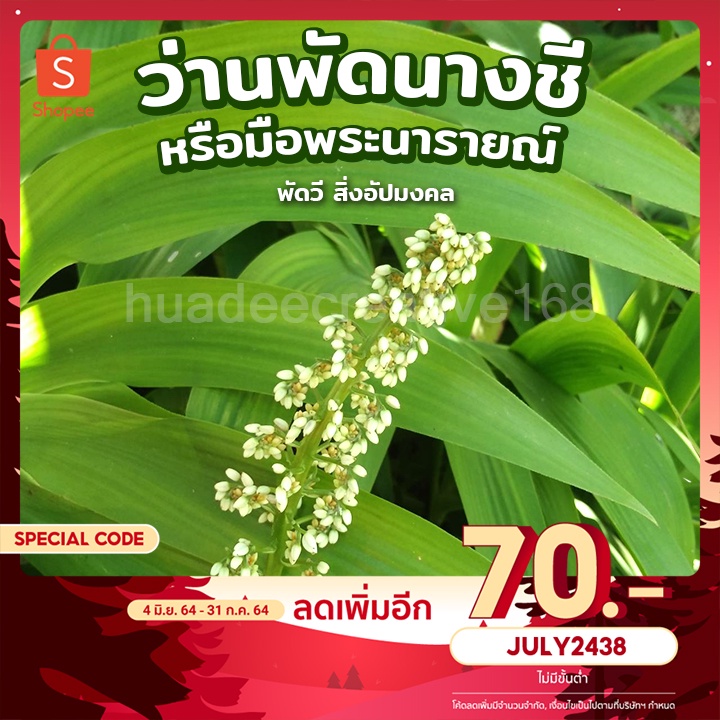 ว่านพัดนางชี , หรือว่านมือพระนารายณ์ ไม้มงคล ไม้ฟอกอากาศ ปัดเป่าพัดวีสิ่งอัปมงคล
