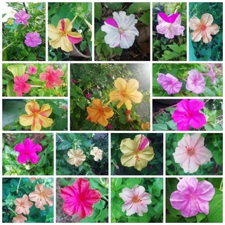 เมล็ดดอกไม้ เมล็ดดอกบานเย็น ดอกบานเย็นคละสี 20 เมล็ด