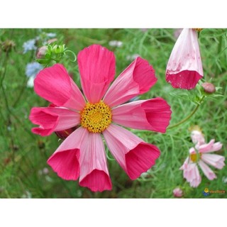 เมล็ดพันธุ์ ดาวกระจาย ซีเซล (SeaShells Cosmos Flower Seed) บรรจุ 30 เมล็ด