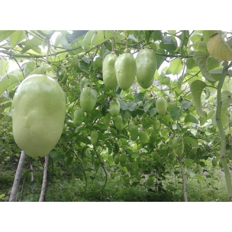 เมล็ดเสาวรสยักษ์ หรือแตงสา